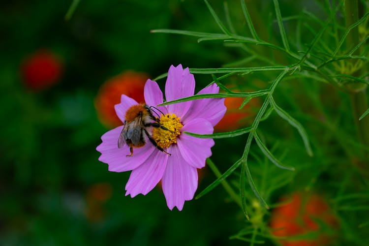 Close-up Of A Bumblebee On A Flower