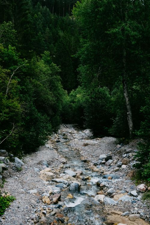 Bed of a Mountain Stream Flowing Down a Slope Through the Forest · Free ...