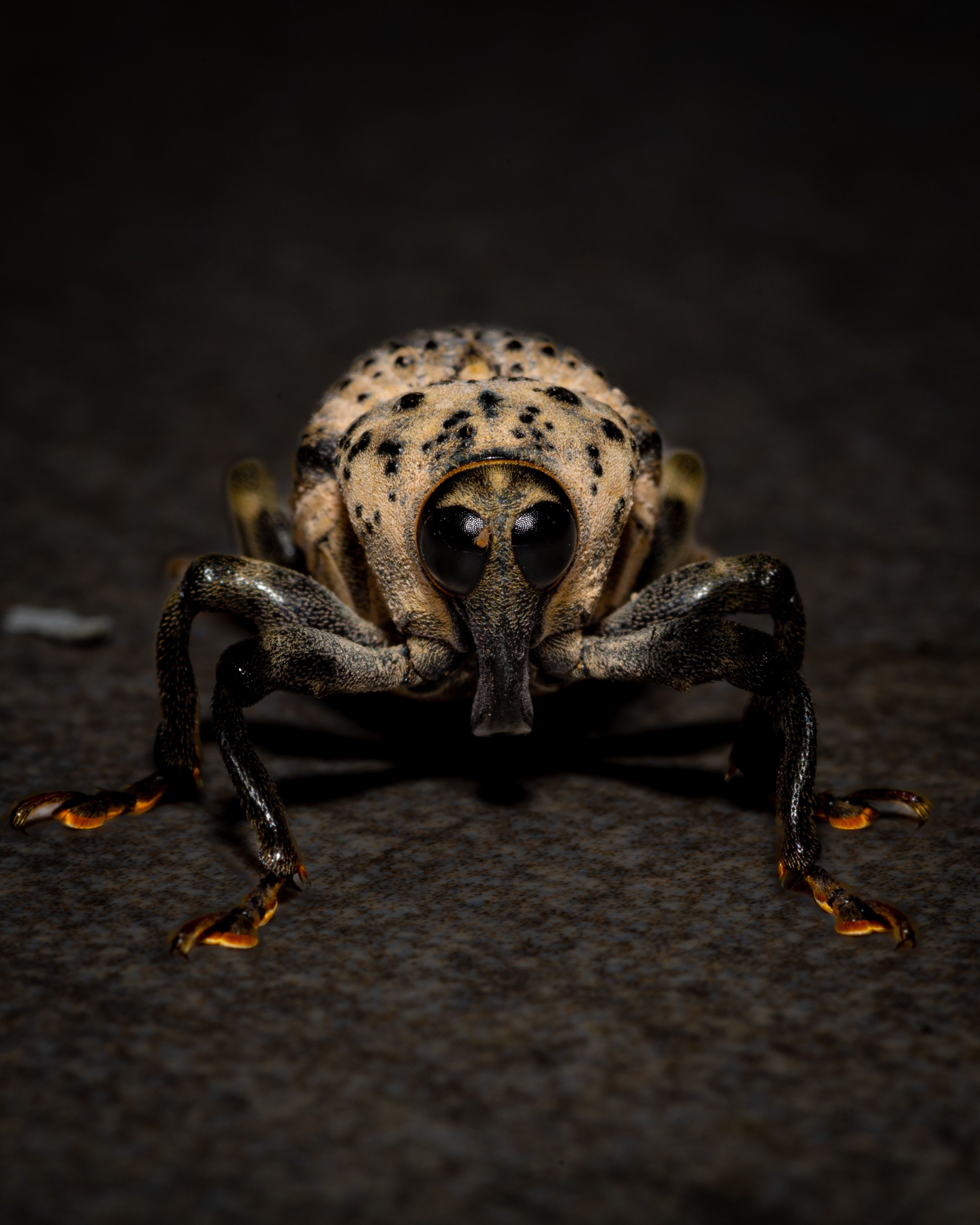 Weevil Isect in Close Up · Free Stock Photo