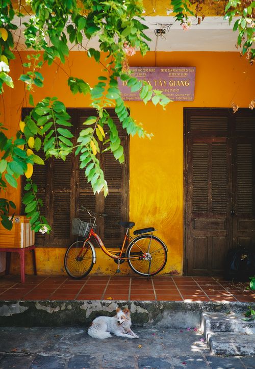 Free Colorful facade with an old bicycle and a relaxed dog lying on the street in daylight. Stock Photo