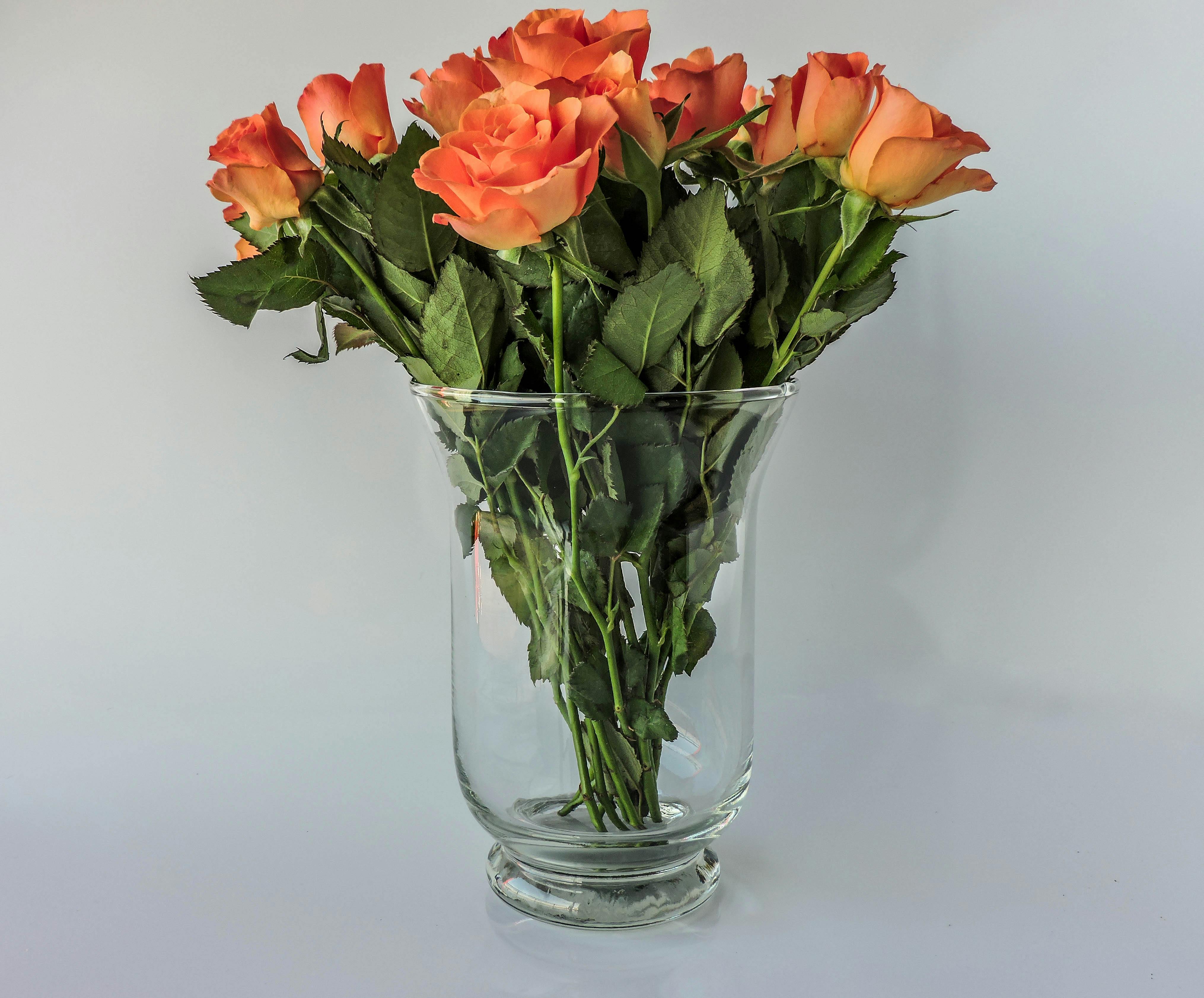 Free stock photo of beautiful flower, flower vase, isolated