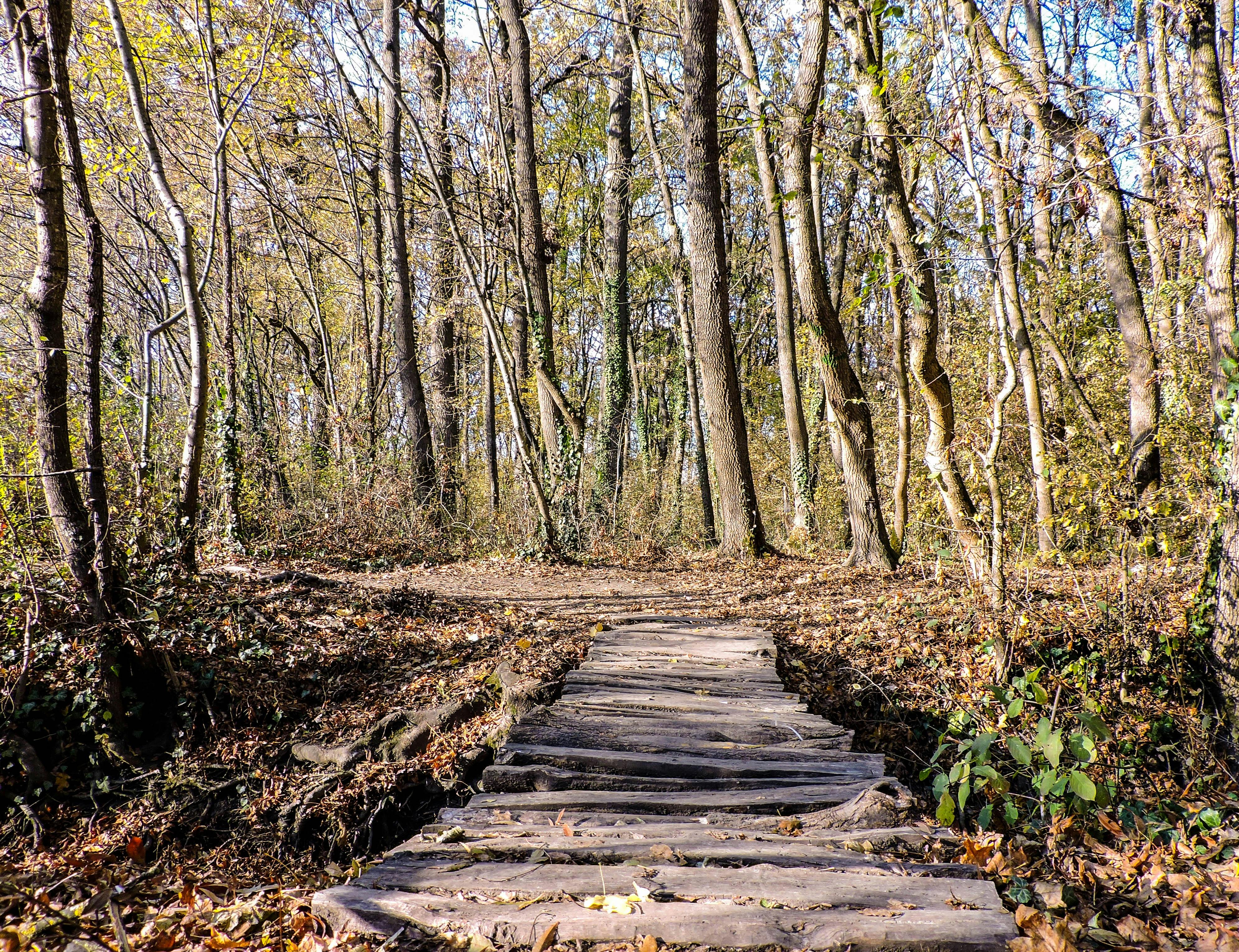 Free stock photo of autumn mood forest, bridge, wood