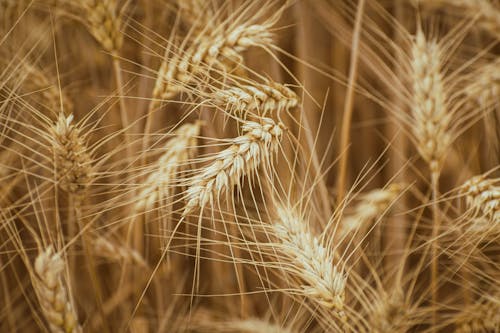 A close up of a wheat field with some brown leaves