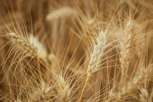 Wheat is growing in a field with a blurry background