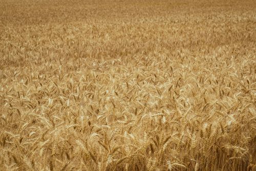 Free Expansive view of a golden wheat field during summer harvest. Stock Photo