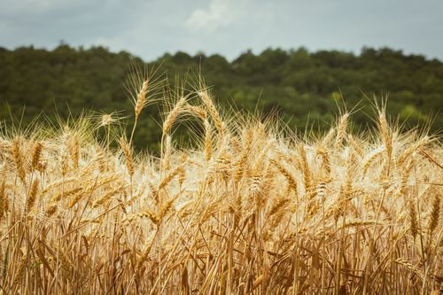 Free Closeup of a golden wheat field under a cloudy sky, showcasing the beauty of nature and agriculture. Stock Photo