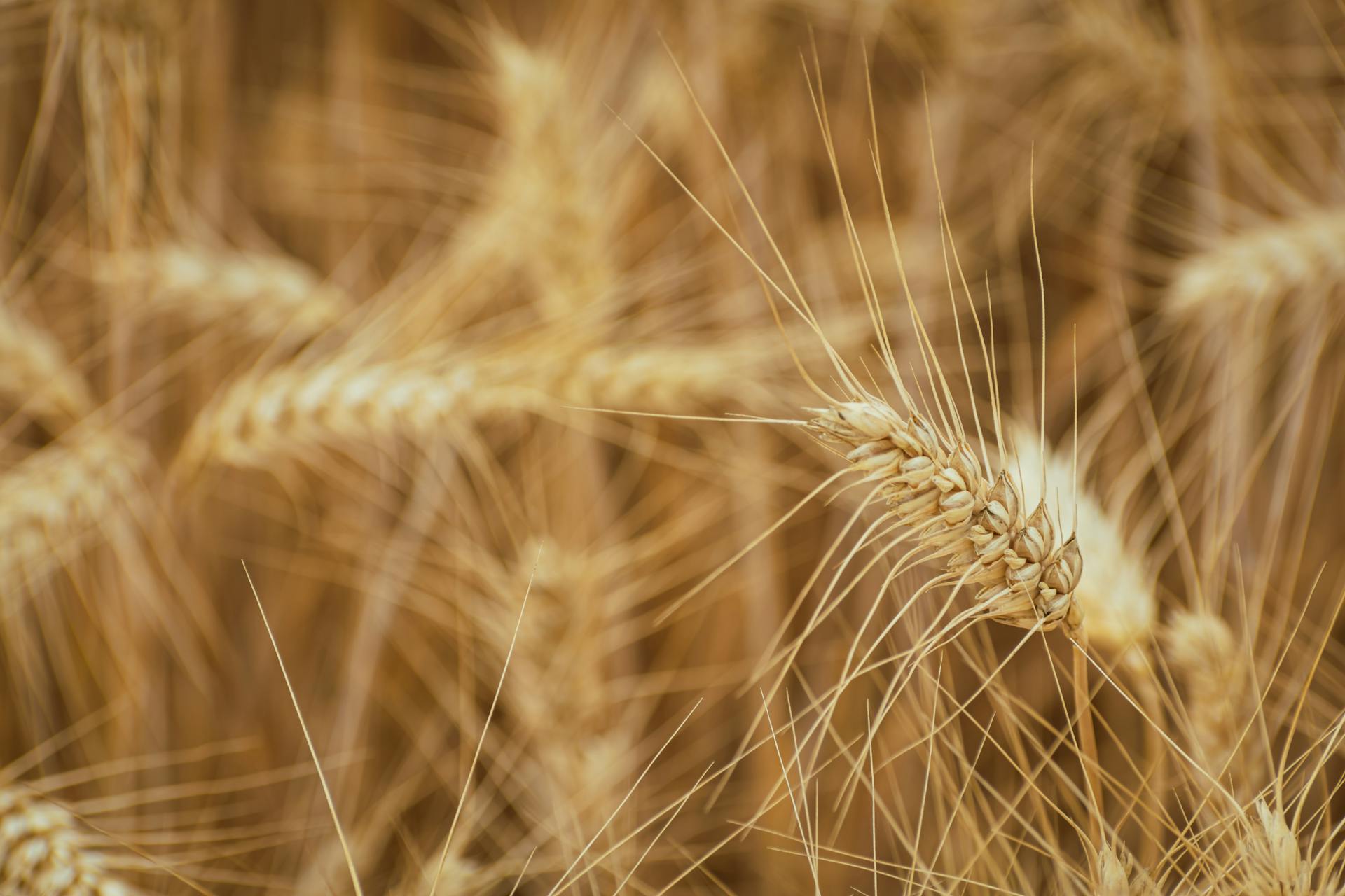 A close up of a wheat field with some ears