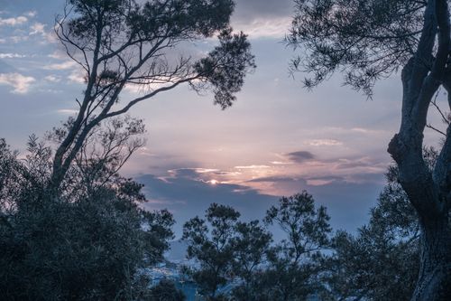 Free Enjoy a peaceful summer sunrise with delicate fog and framing trees. Stock Photo