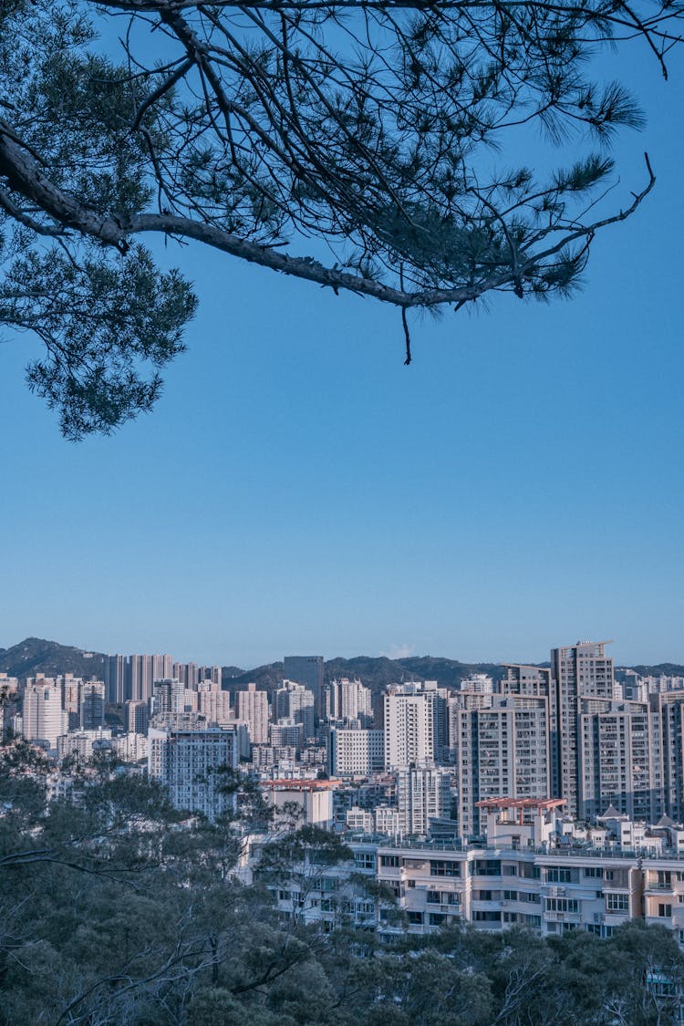 Trees And City Buildings Behind