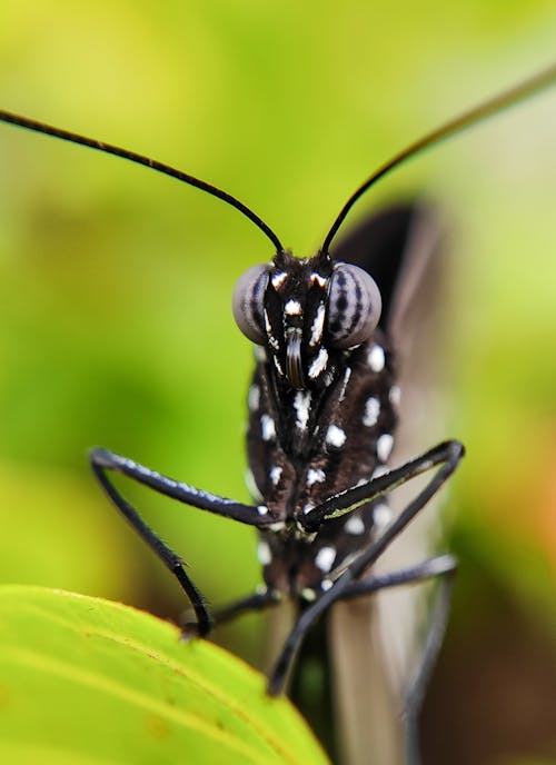 Head of Butterfly