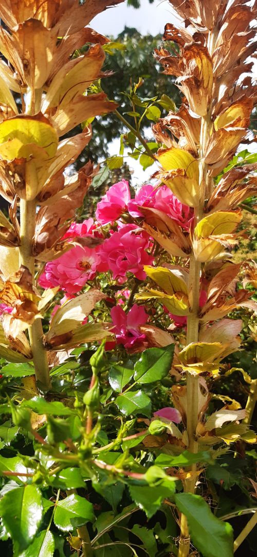 Free Flower  Stock Photo