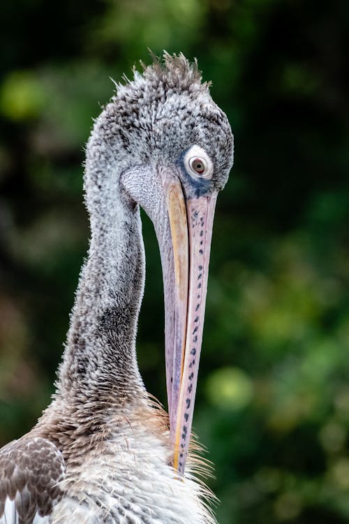 Portrait of Spot-billed Pelican