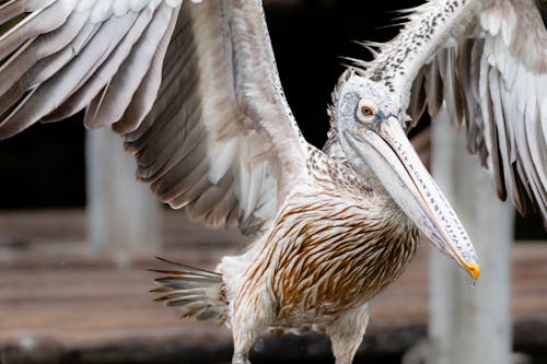 Gratis stockfoto met aviaire, beest, dieren in het wild