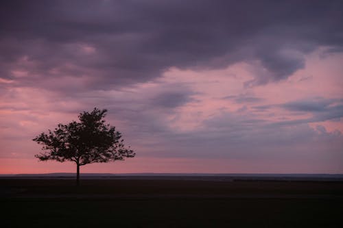 Безкоштовне стокове фото на тему «дерево, одинокий, поле»