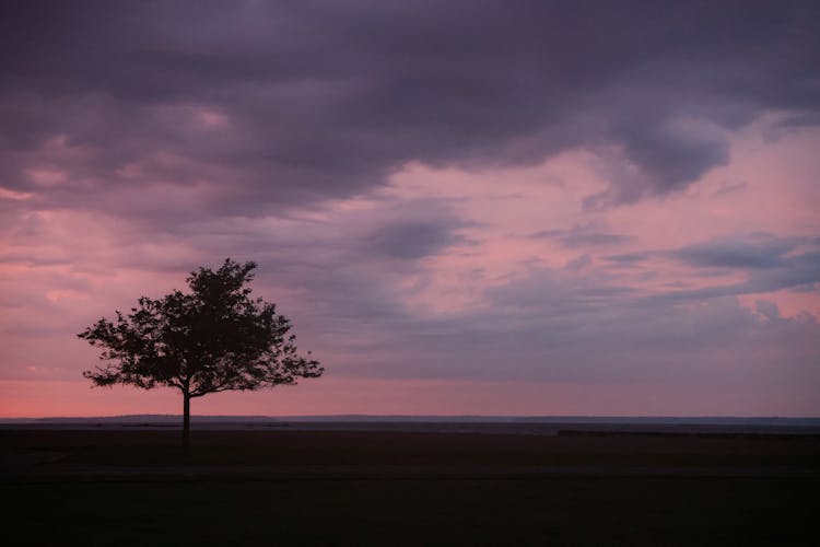 Single Tree On Field At Dusk