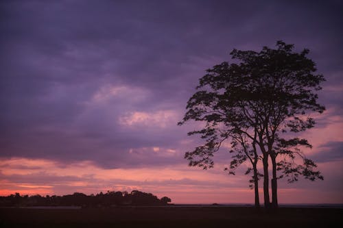 Photos gratuites de arbres, campagne, ciel pourpre