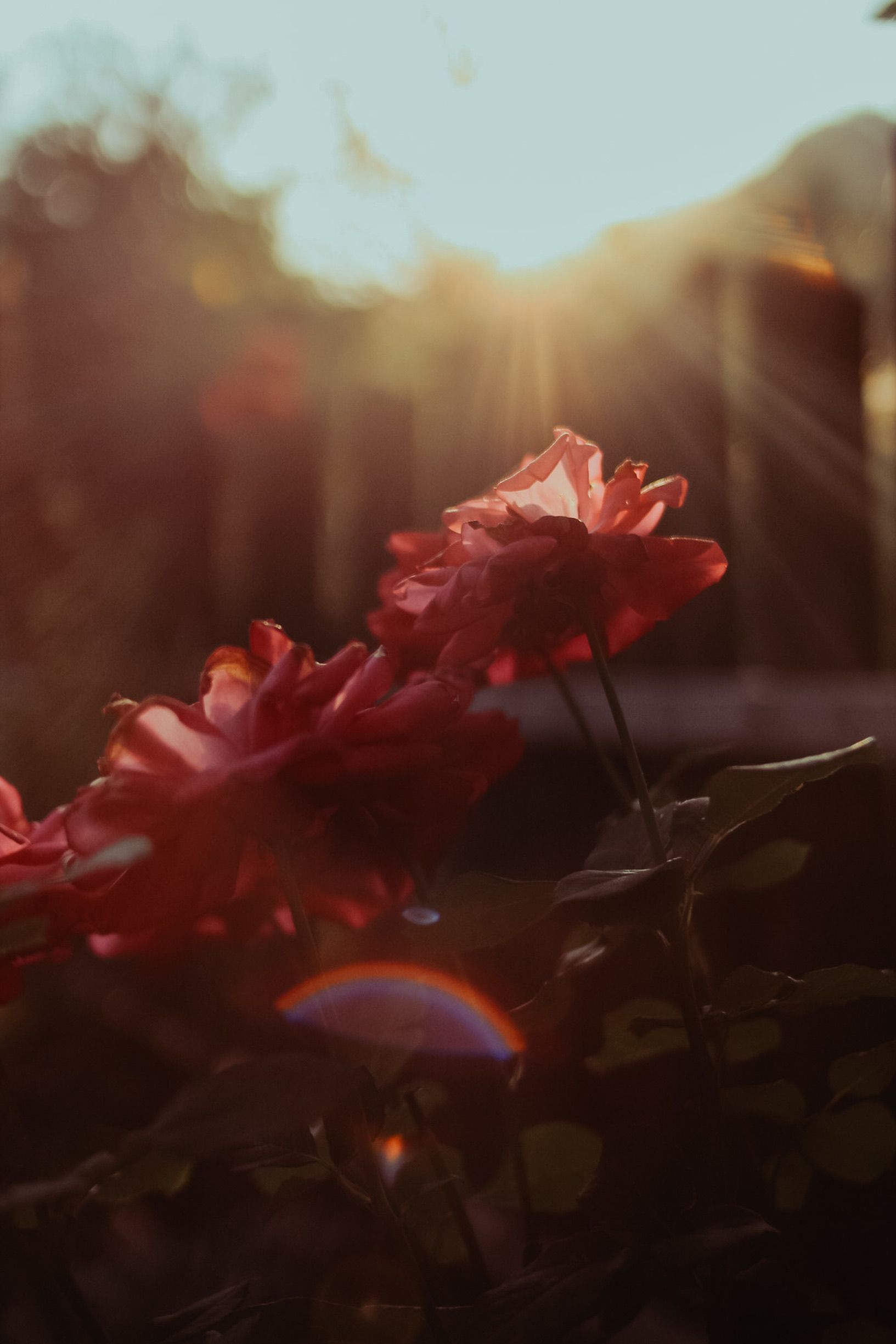 Pink Flowers at Sunset · Free Stock Photo