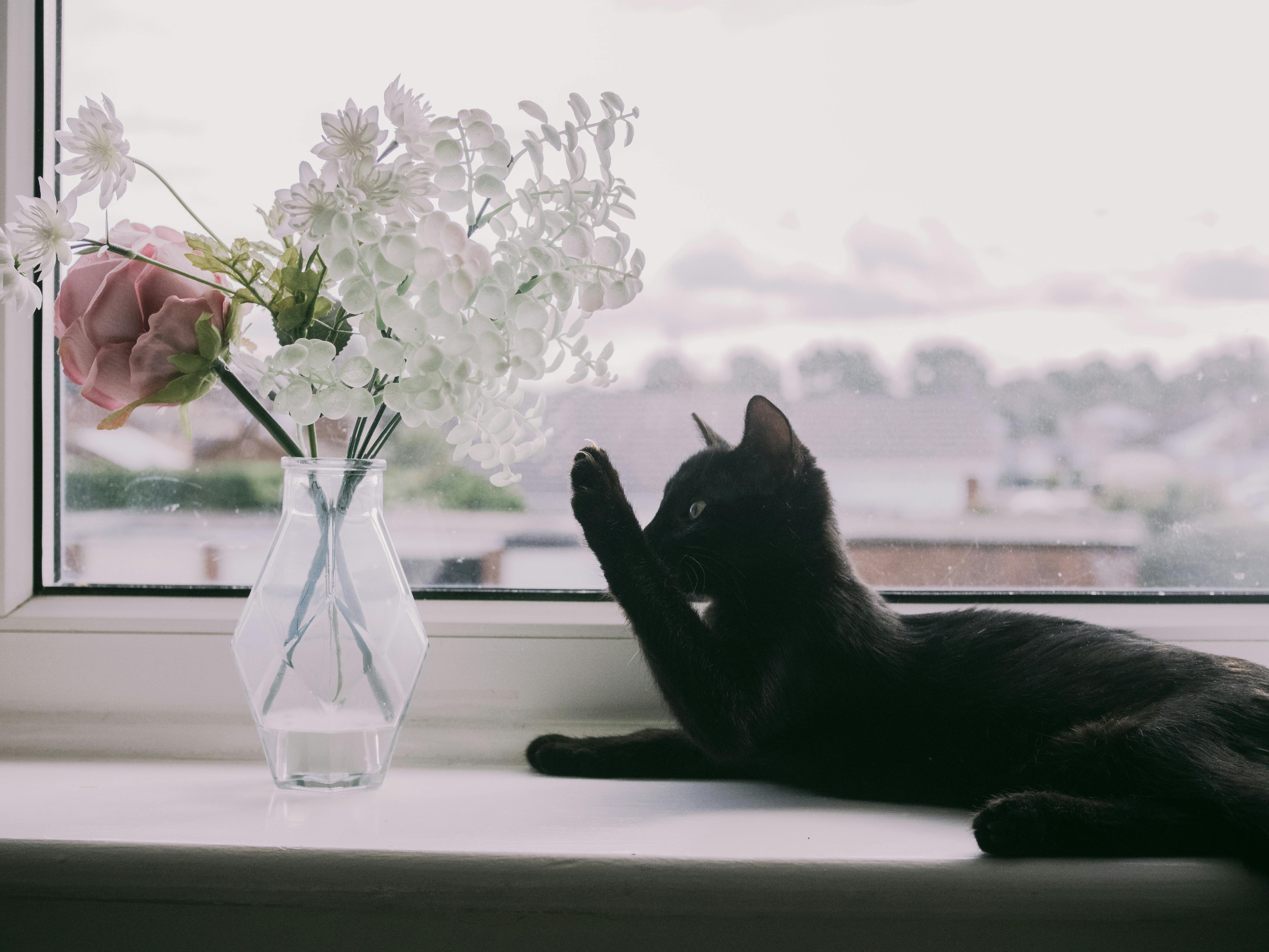 A black cat plays by a window with a vase of flowers, creating a tranquil scene.