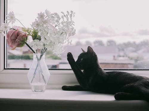 Black Cat Next to Flowers in a Vase