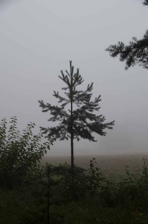 Foto profissional grátis de alvorecer, árvores, conífera