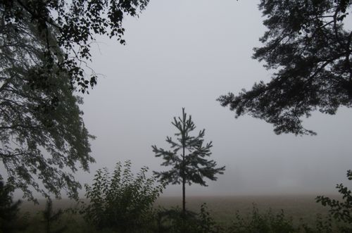 Free A tranquil scene of a foggy forest with a single pine tree, capturing the moody essence of nature. Stock Photo