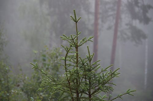 A Small Coniferous Tree in a Foggy Forest