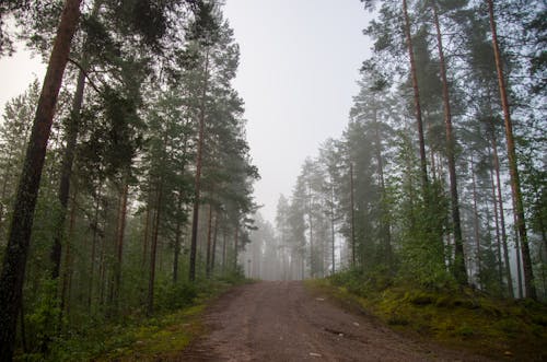 Бесплатное стоковое фото с деревья, дорога, лес