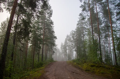 Gratis lagerfoto af dis, miljø, nåletræ