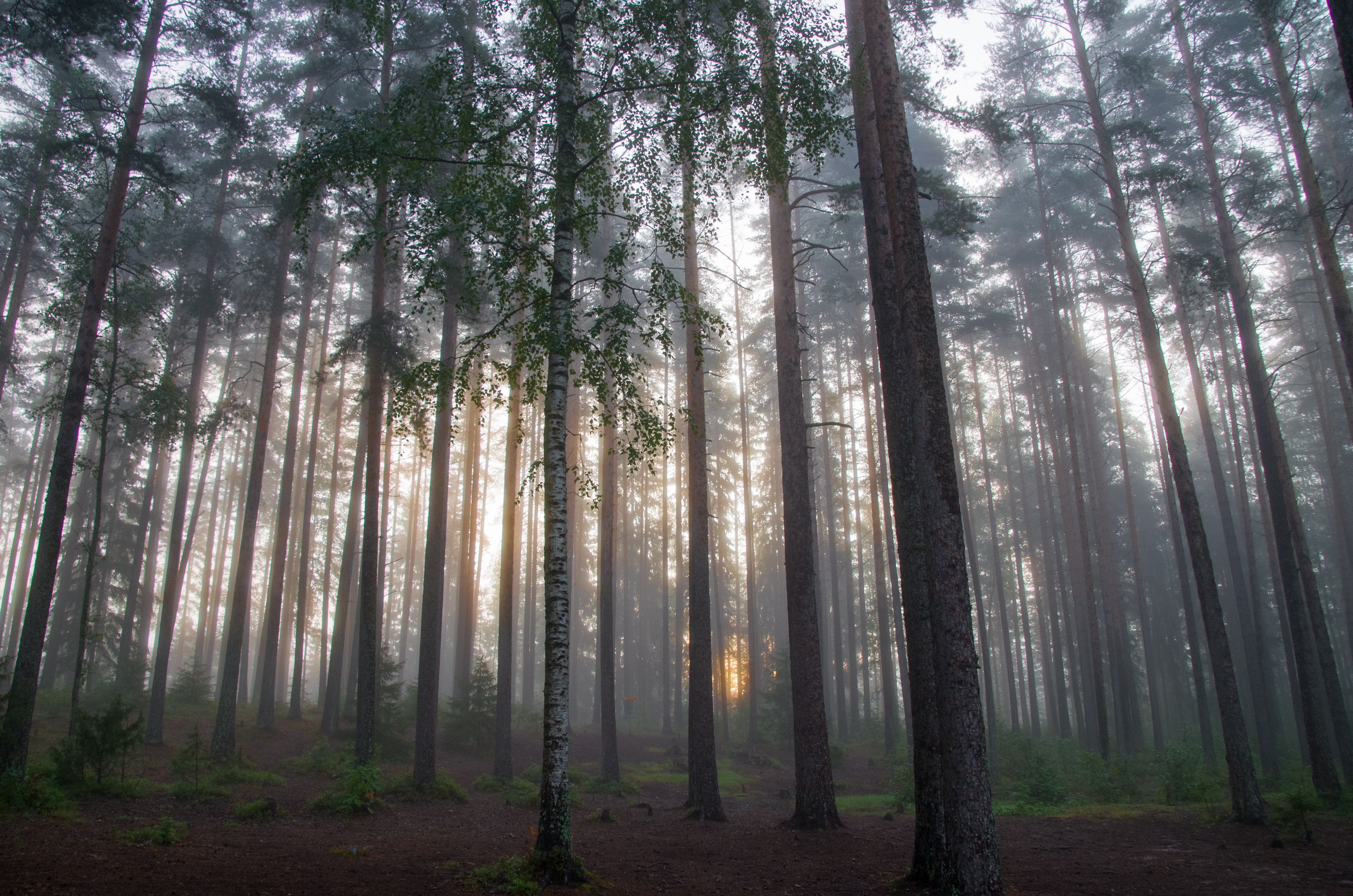 Dichter Wald mit Sonnenstrahlen