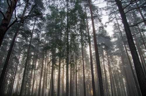 Trees in a Forest