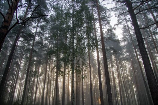 Tranquil forest scene with sunlight filtering through tall pine trees, evoking peace and natural beauty.