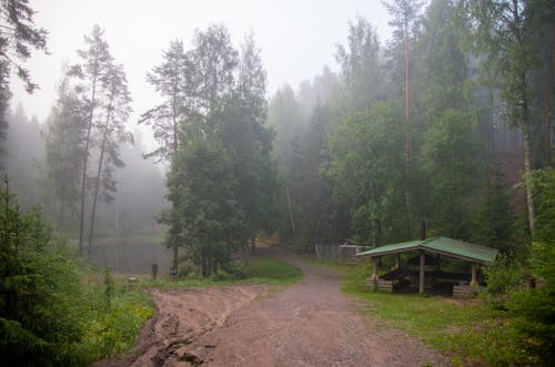 A Trail in a Forest in Fog