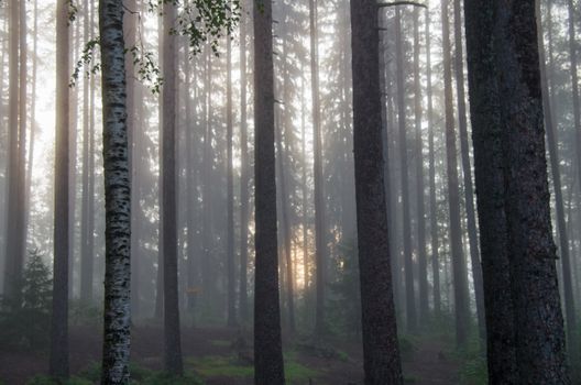 A serene forest with sunlight piercing through thick mist, creating an enchanting atmosphere.