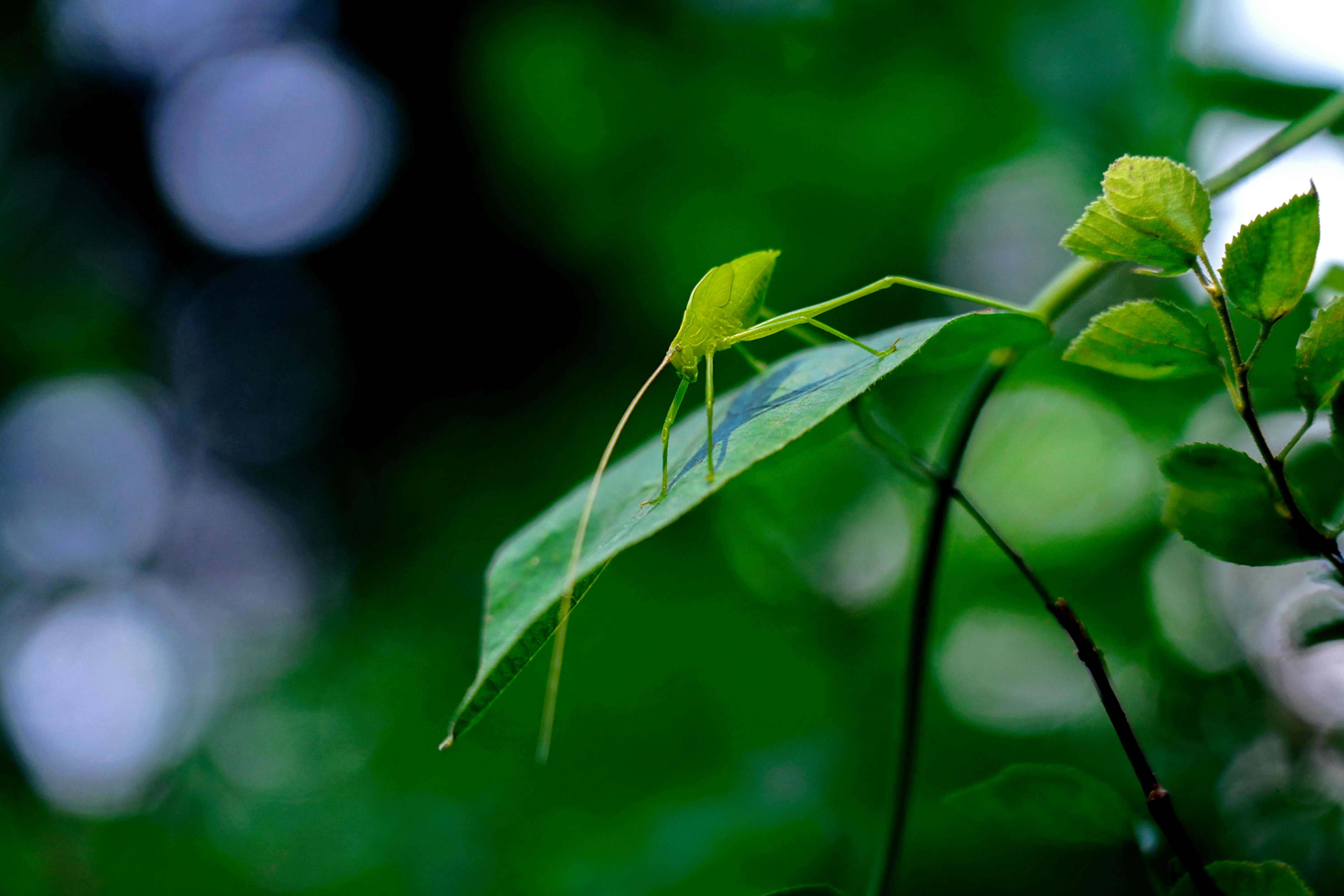 Katydids Photos, Download The BEST Free Katydids Stock Photos & HD Images