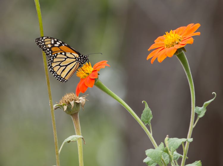 Butterfly On Orange Flowers