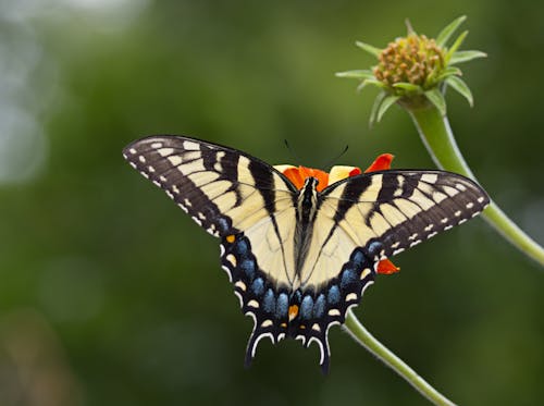 Kostenloses Stock Foto zu blume, gelb, grünem hintergrund