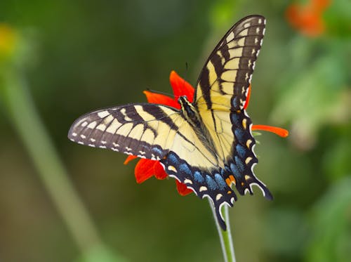 Yellow Butterfly on Flower