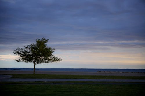 Immagine gratuita di albero, campagna, cloud