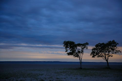 Silhouetted Trees on an Empty Field at Dusk 