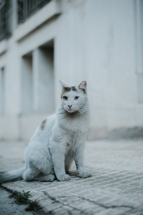 A Cat Sitting on a Sidewalk 