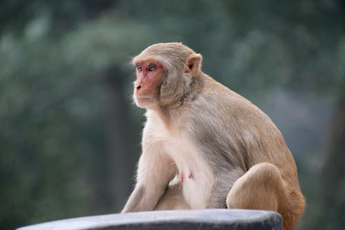 A Macaque Sitting Outside