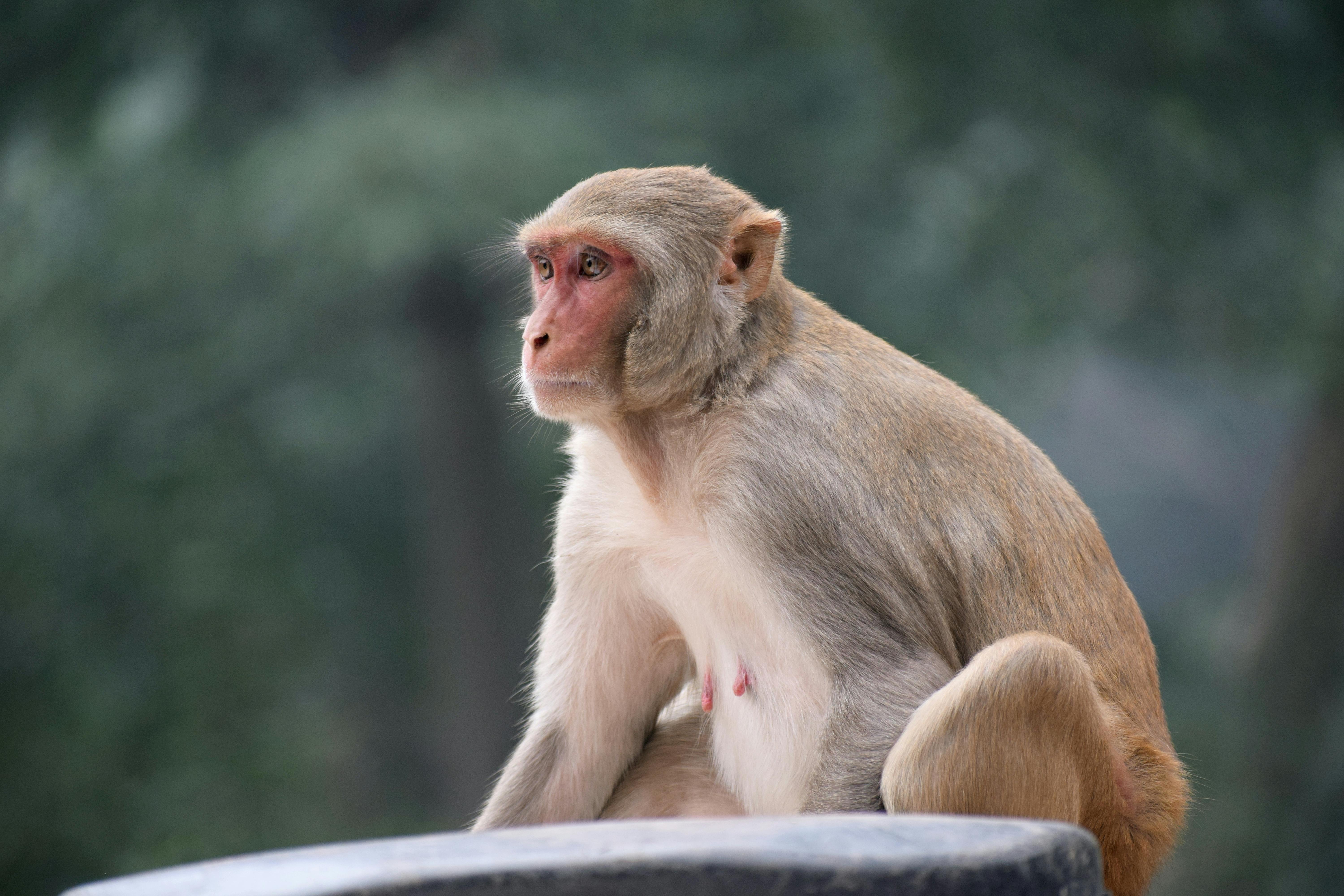 Exotic Monkey from Philippines · Free Stock Photo