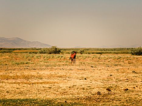 Young Brown Horse Standing on Pasture