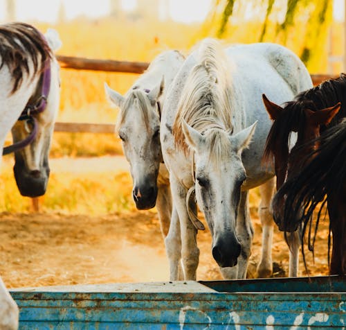 White and Brown Horses on a Pasture