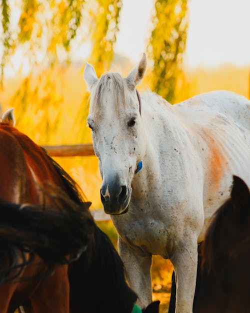 White and Brown Horses on a Pasture 