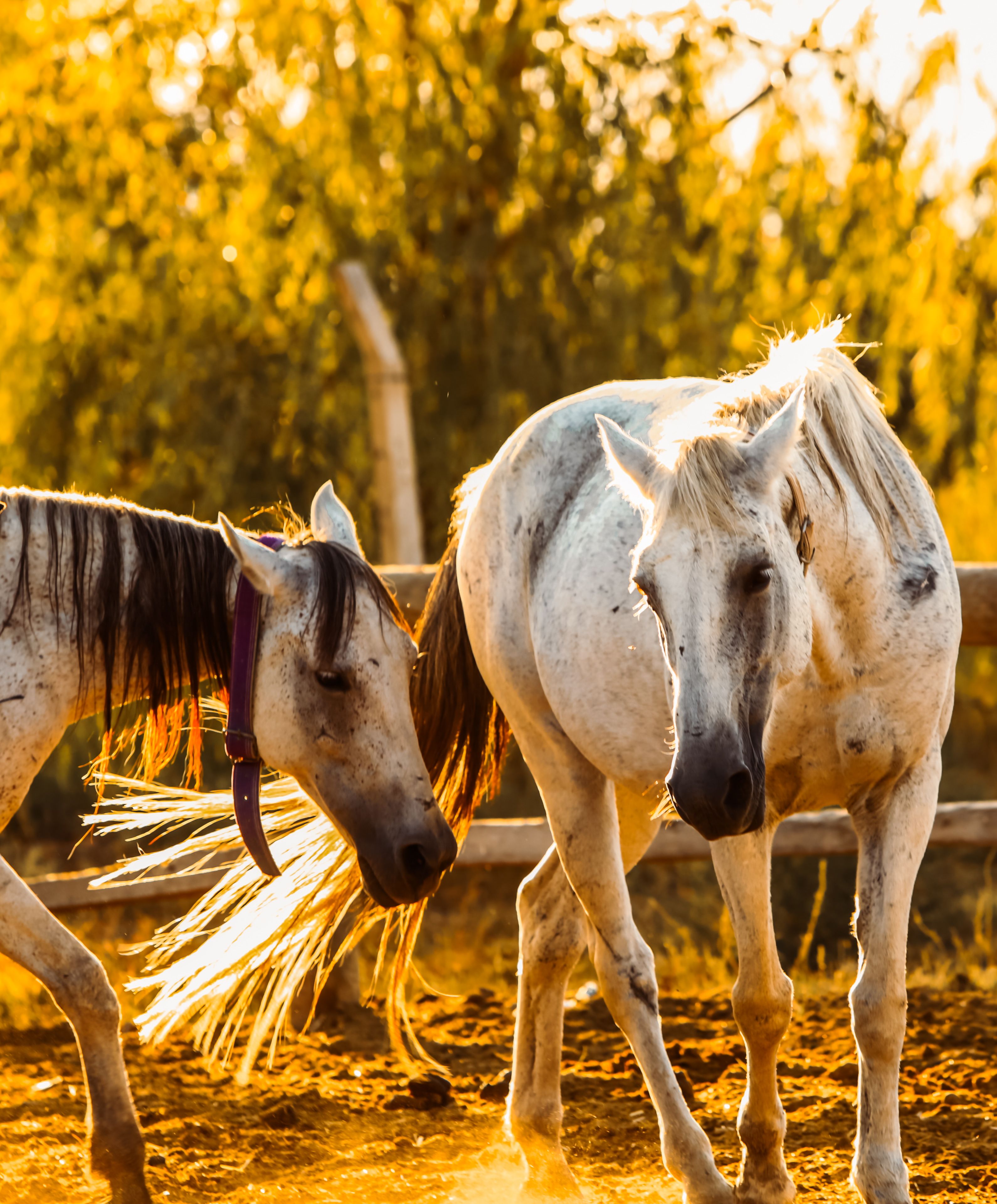Two horses bathed in sunlight walk on a rural path, surrounded by nature and a warm glow.