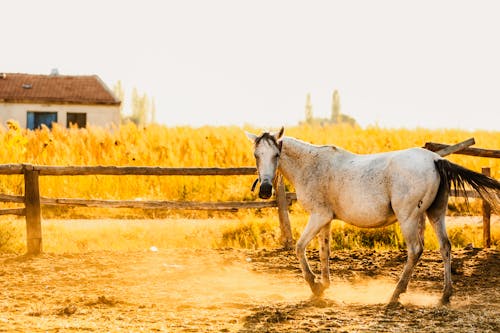 Foto profissional grátis de cavalo branco, cerca, chácara