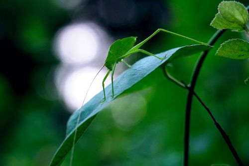 Free A leaf mimic katydid perfectly camouflaged on a green leaf in a forest setting. Stock Photo