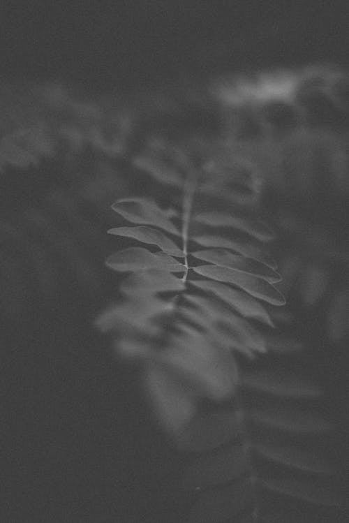 Black and White Close-up Photo of Fern Leaves 