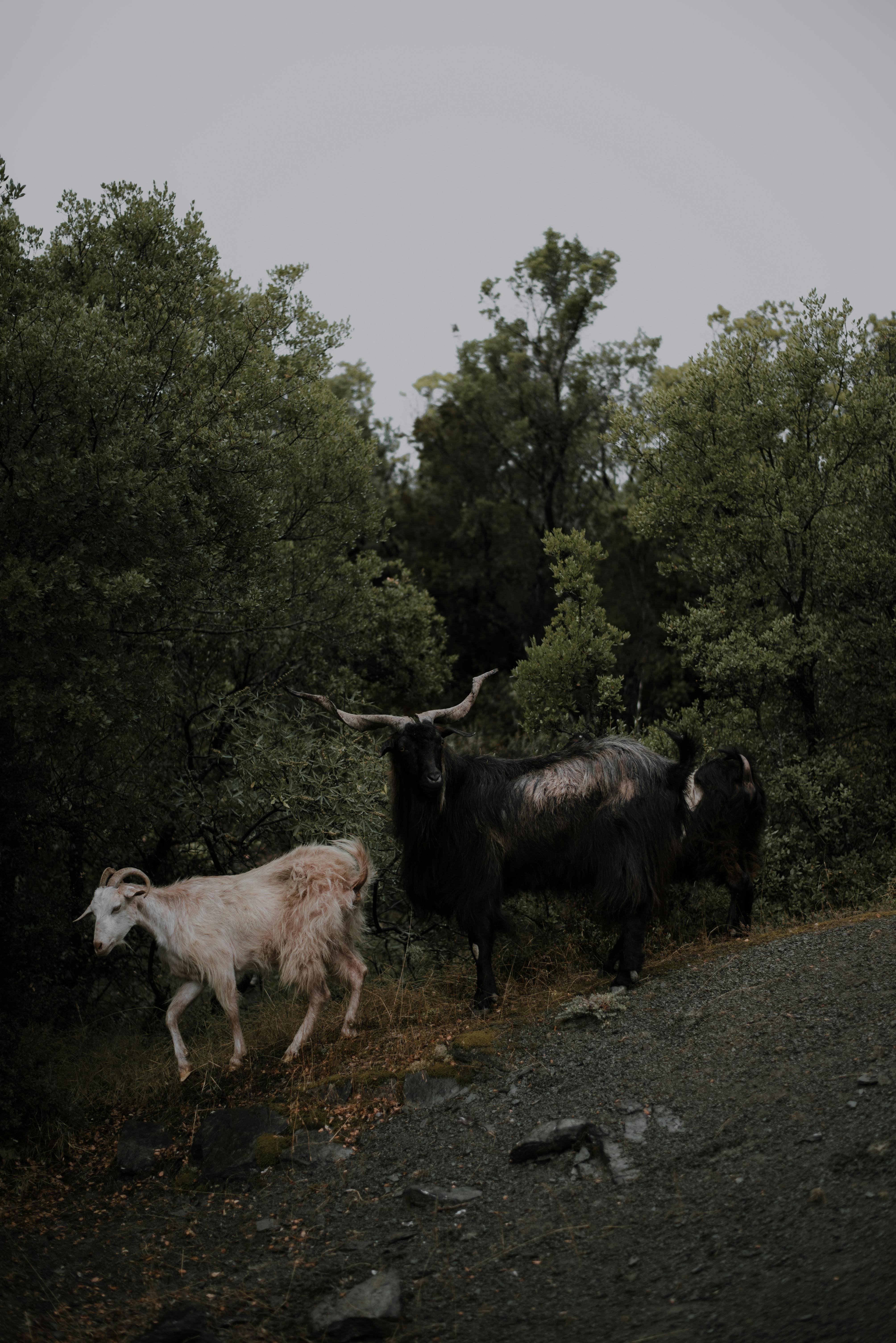 grátis Foto profissional grátis de @exterior, agricultura, ambiente rural Foto profissional